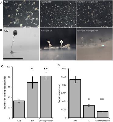 The Dictyostelium Model for Mucolipidosis Type IV